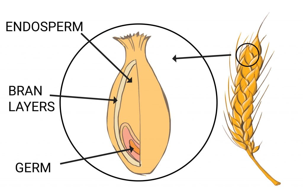 milling-your-own-fresh-flour-a-simple-how-to-guide-matthew-james-duffy