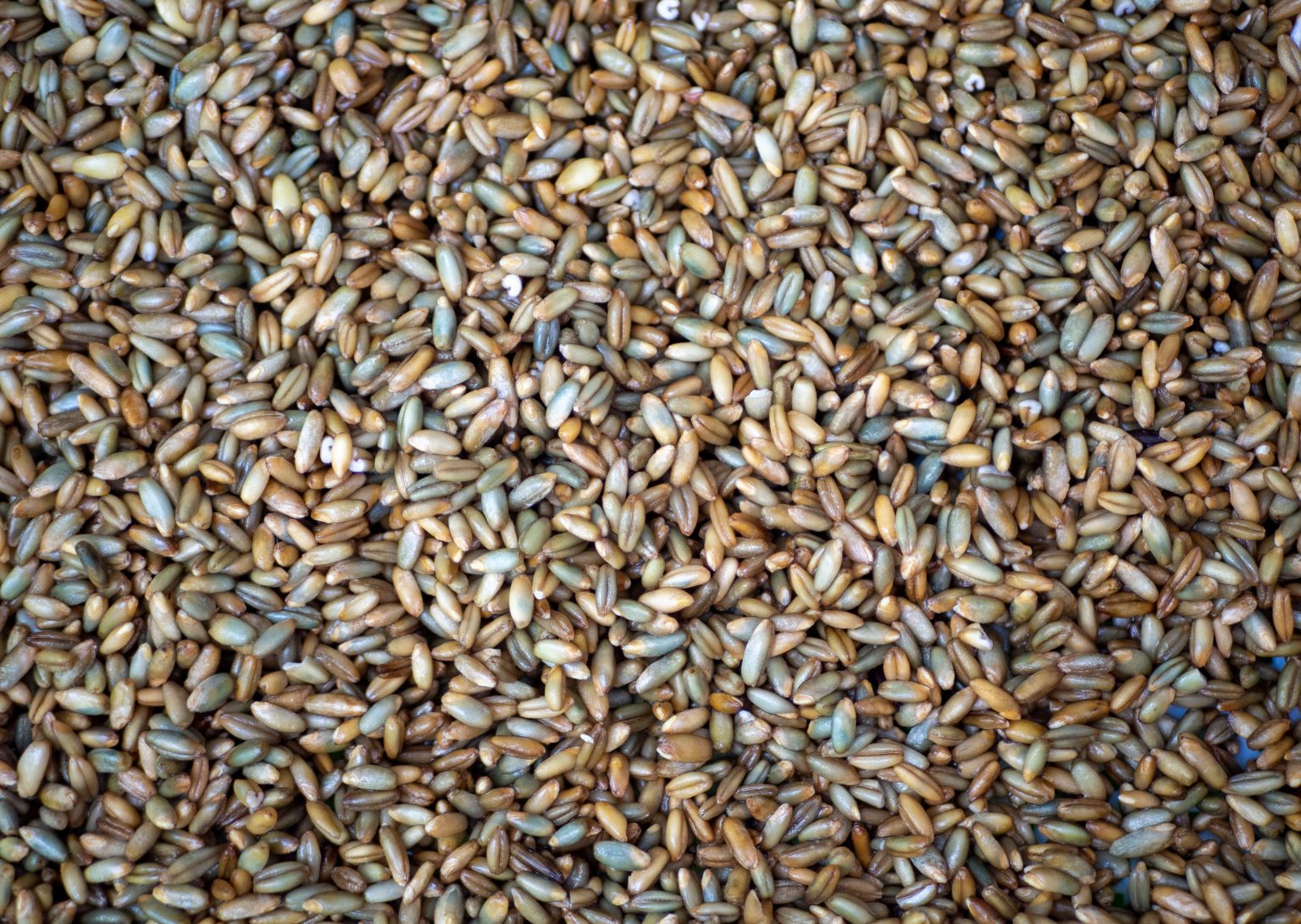 How To Make Sprouted Grains A Guide. Matthew James Duffy