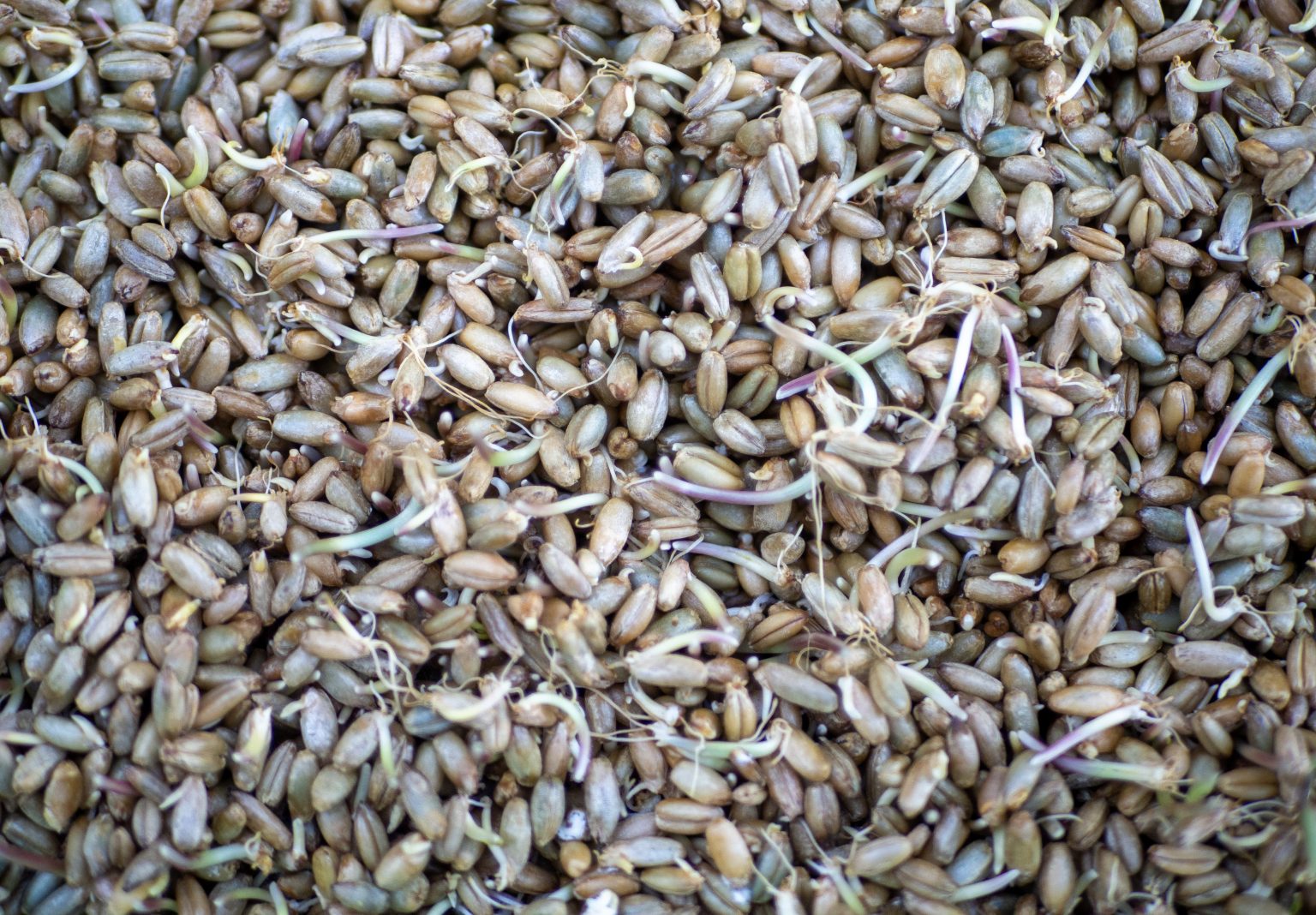 How To Make Sprouted Grains A Guide. Matthew James Duffy