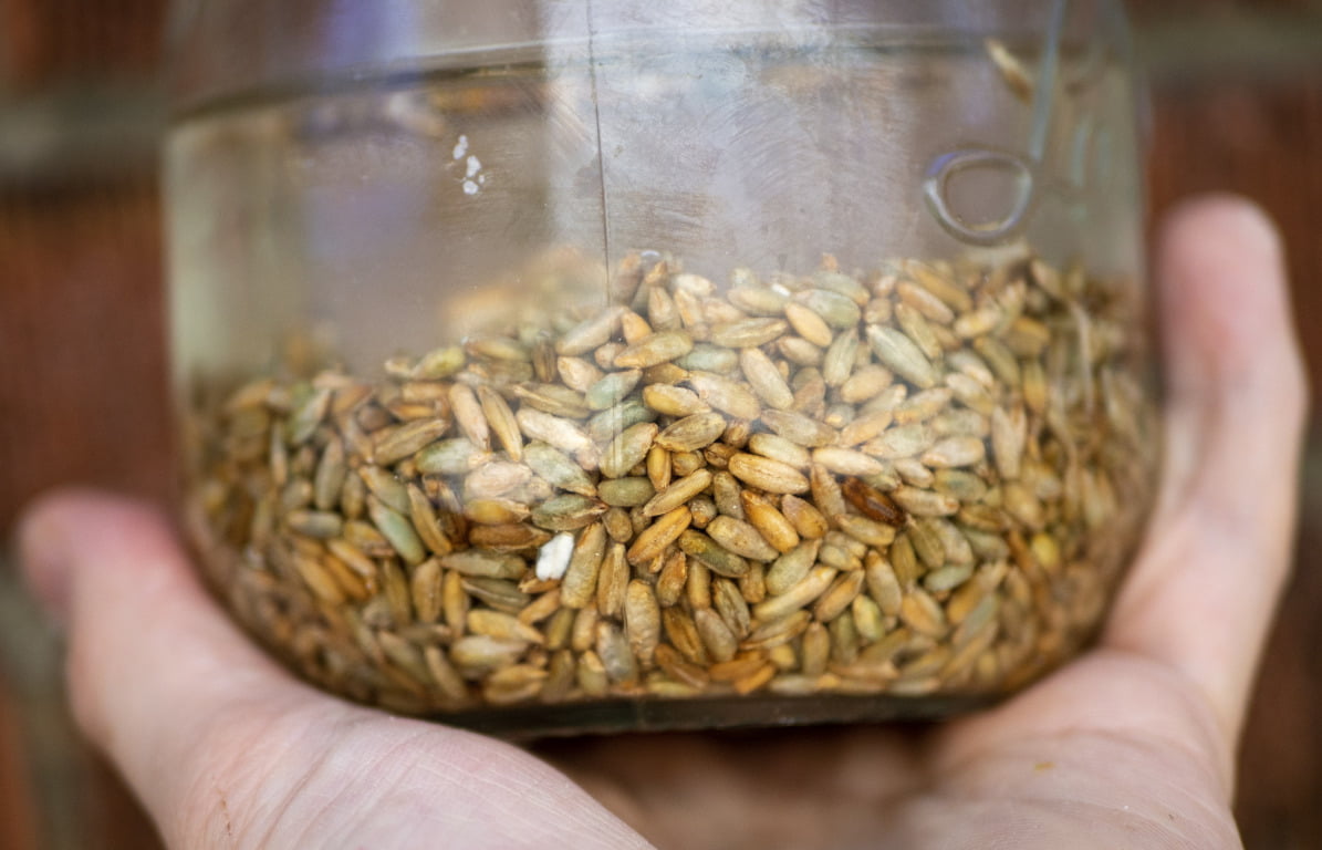 How To Make Sprouted Grains A Guide. Matthew James Duffy